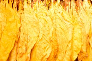 便携式色差仪NH310在烟叶颜色量化分析中的应用