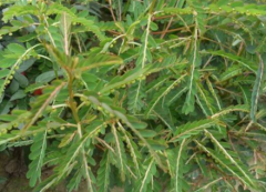 分光测色仪检定植物的颜色变化