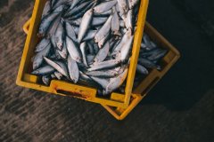 分光测色仪检测鱼的新鲜度